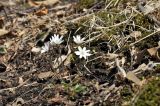 Hepatica asiatica