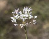 Allium tulipifolium