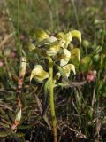 Pedicularis lapponica