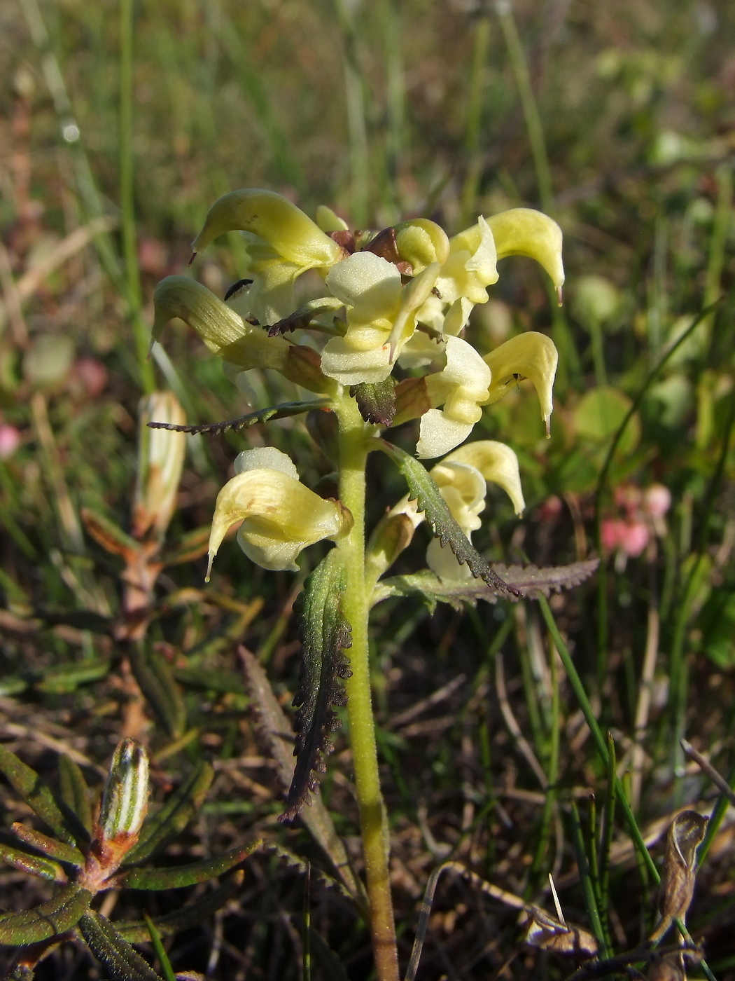 Изображение особи Pedicularis lapponica.