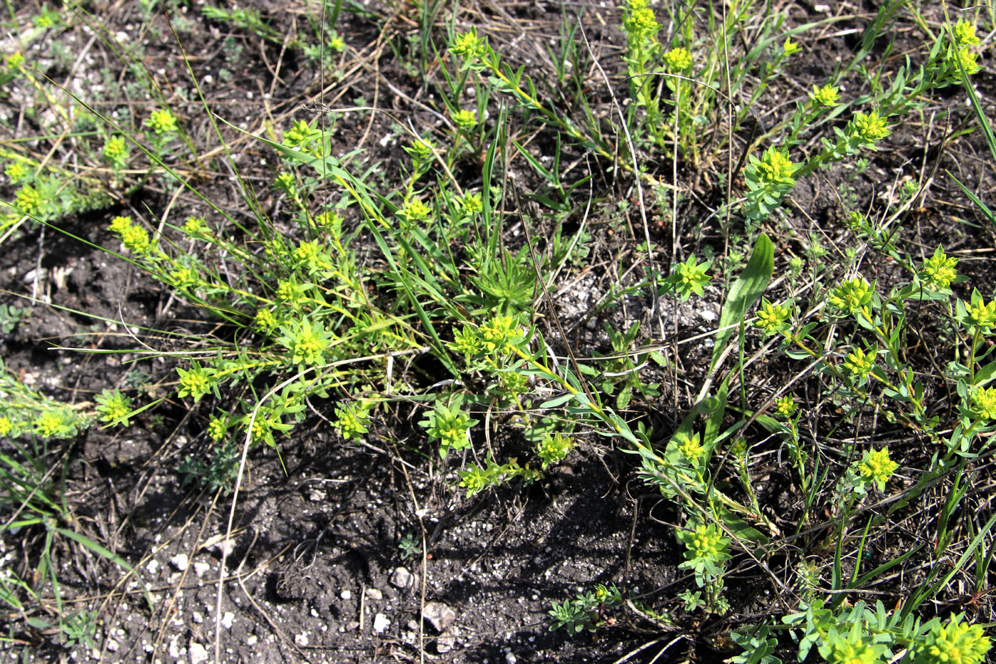 Изображение особи Euphorbia seguieriana.