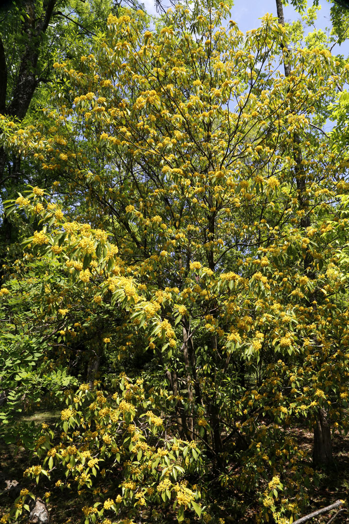 Image of genus Pittosporum specimen.