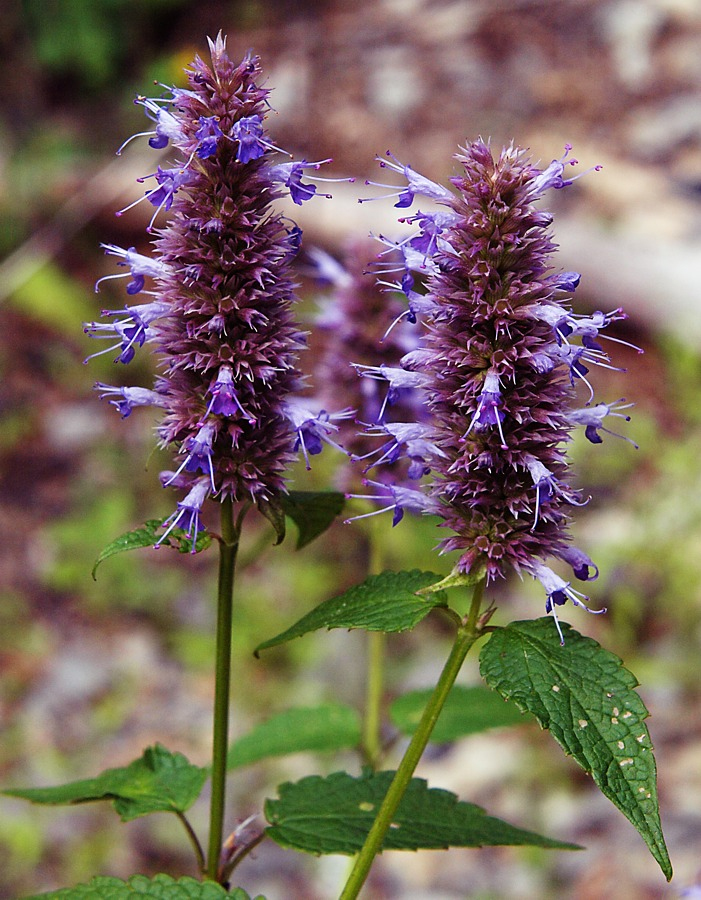 Изображение особи Agastache rugosa.