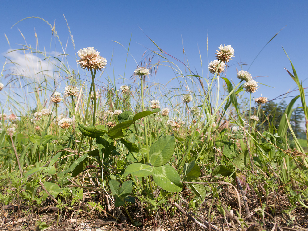 Image of Trifolium repens specimen.