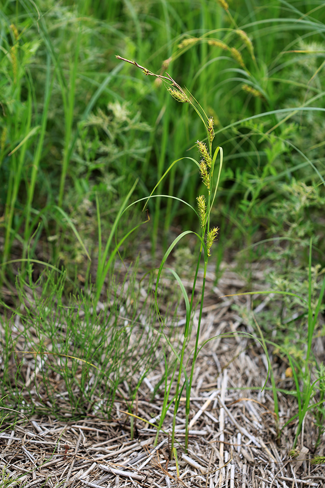 Изображение особи Carex atherodes.