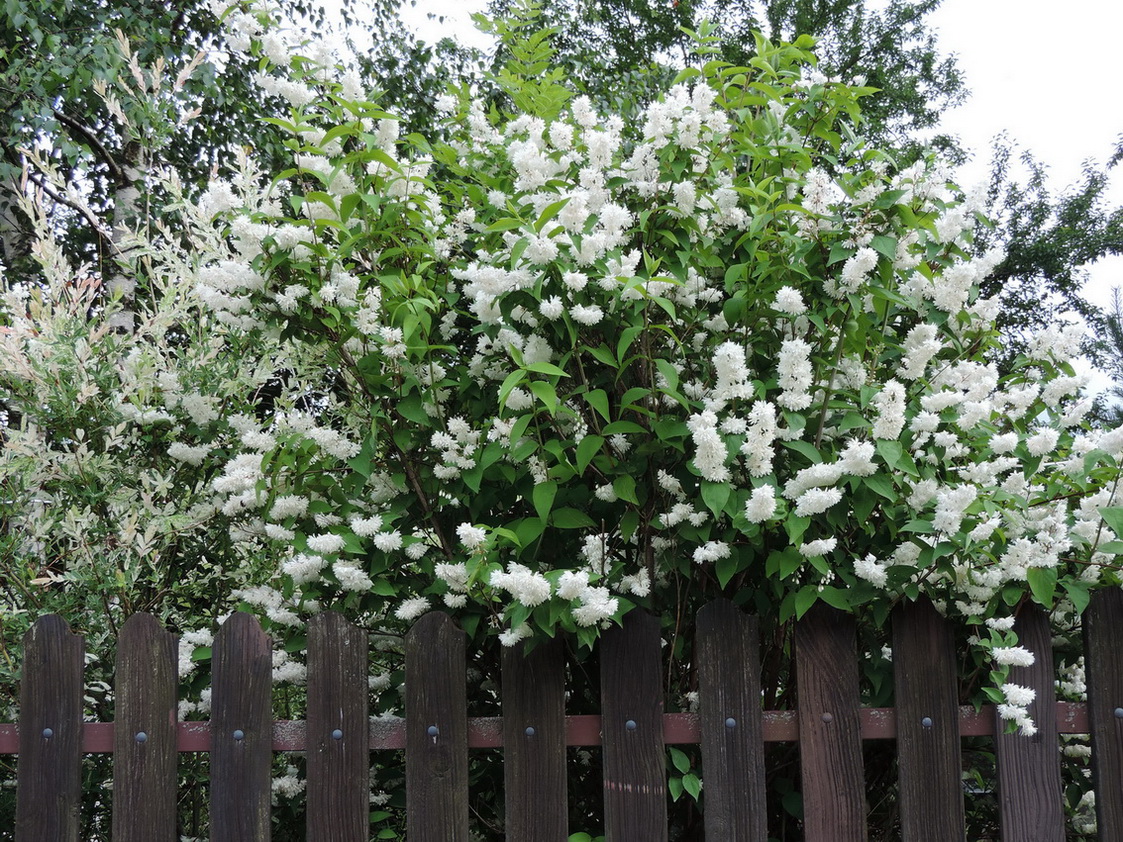 Image of Deutzia scabra var. candidissima specimen.