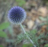 Echinops ruthenicus. Общее соцветие на стадии бутонизации. Пермский край, Кунгурский р-н, ур. Подкаменная гора, разнотравный луг. 10.07.2021.