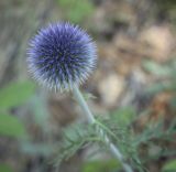 Echinops crispus. Общее соцветие на стадии бутонизации. Пермский край, Кунгурский р-н, ур. Подкаменная гора, разнотравный луг. 10.07.2021.