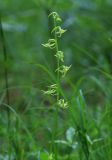 Platanthera × inouei