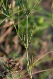 Asperula tenella