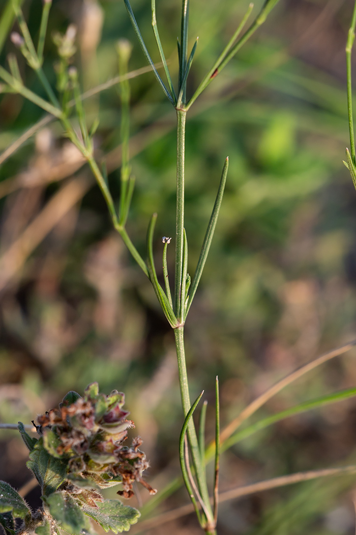 Image of Asperula tenella specimen.