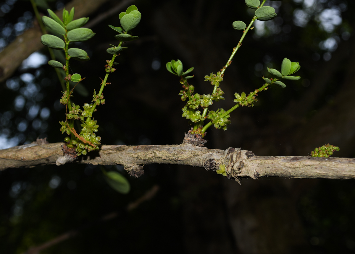 Изображение особи род Phyllanthus.