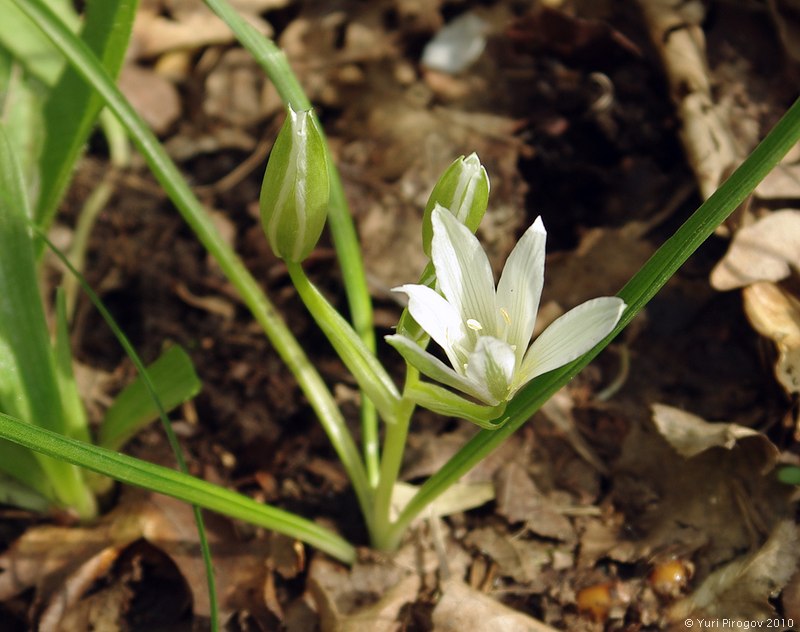 Изображение особи Ornithogalum sintenisii.