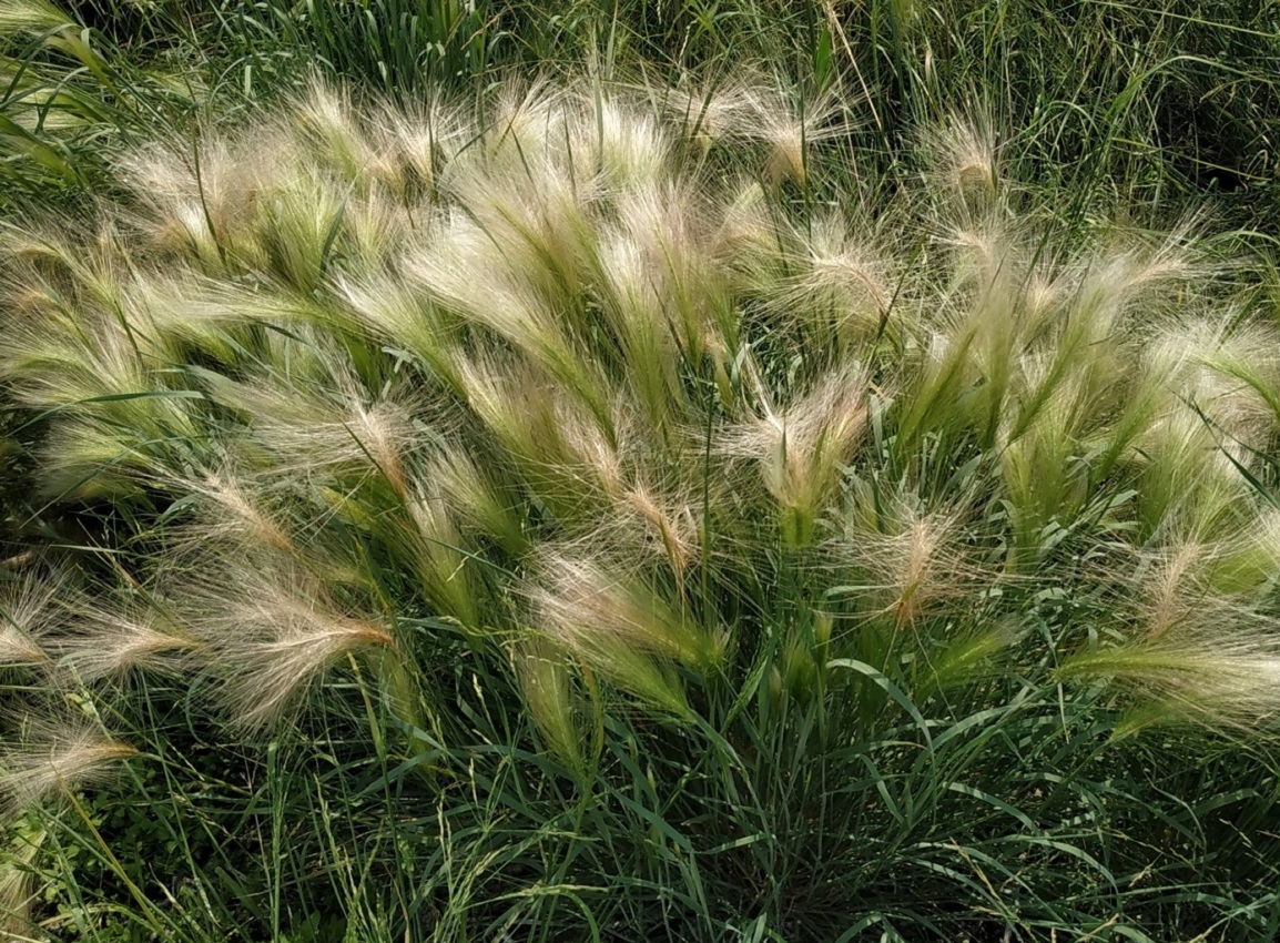 Image of Hordeum jubatum specimen.