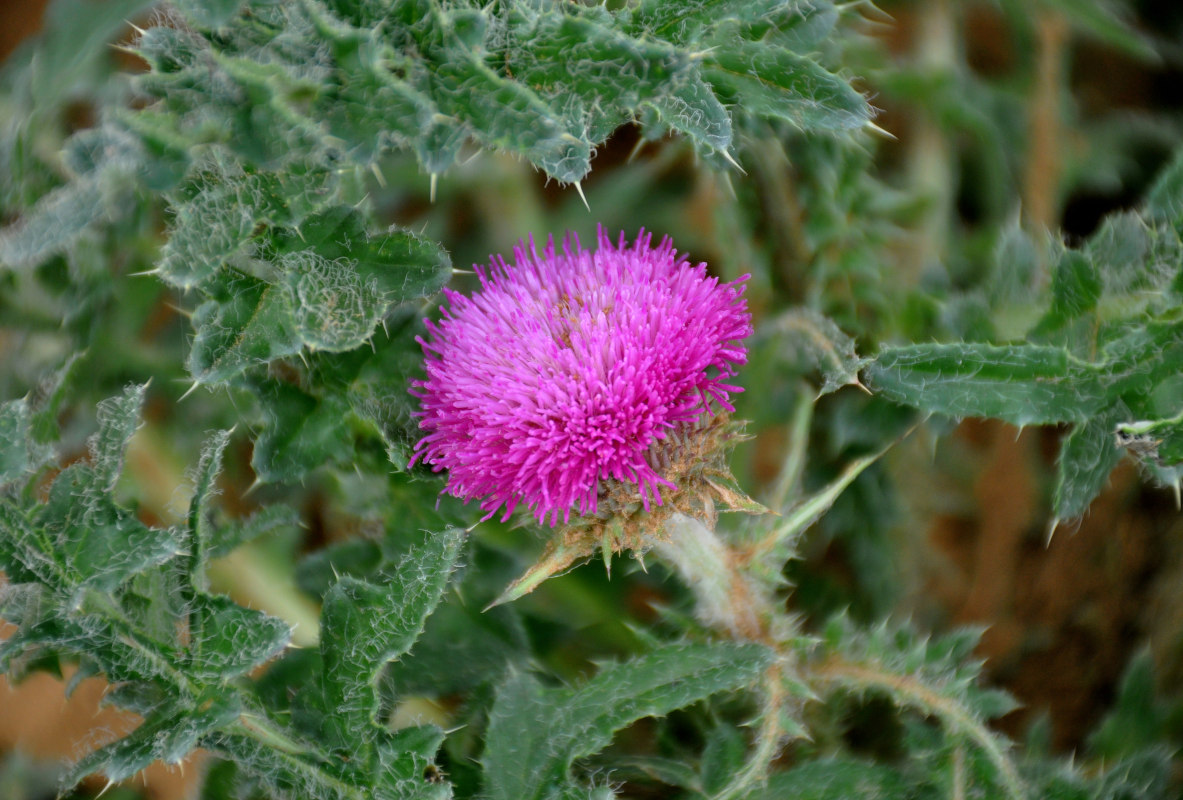 Image of Carduus uncinatus specimen.