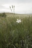 Dianthus lanceolatus