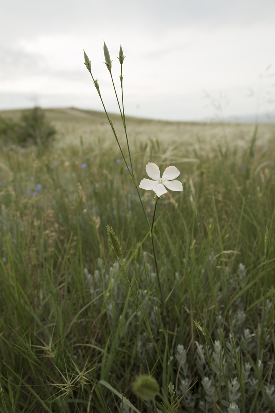 Image of Dianthus lanceolatus specimen.