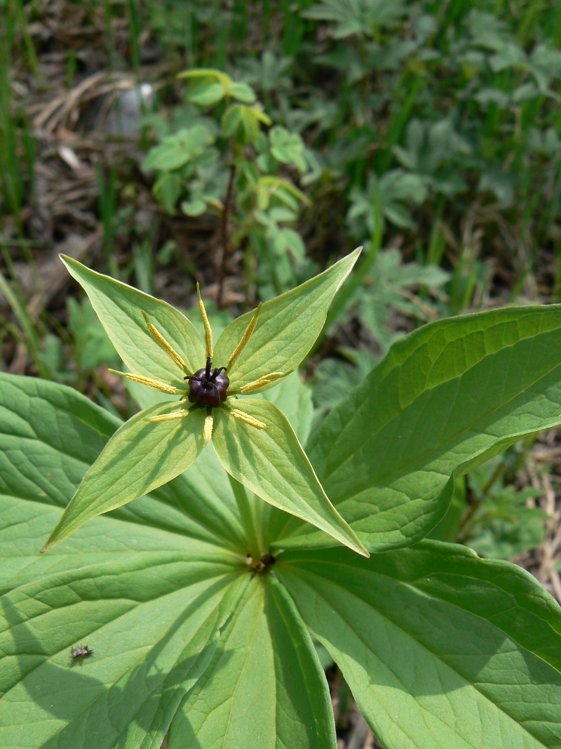 Image of Paris verticillata specimen.