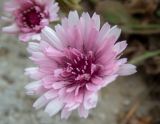 Crepis rubra