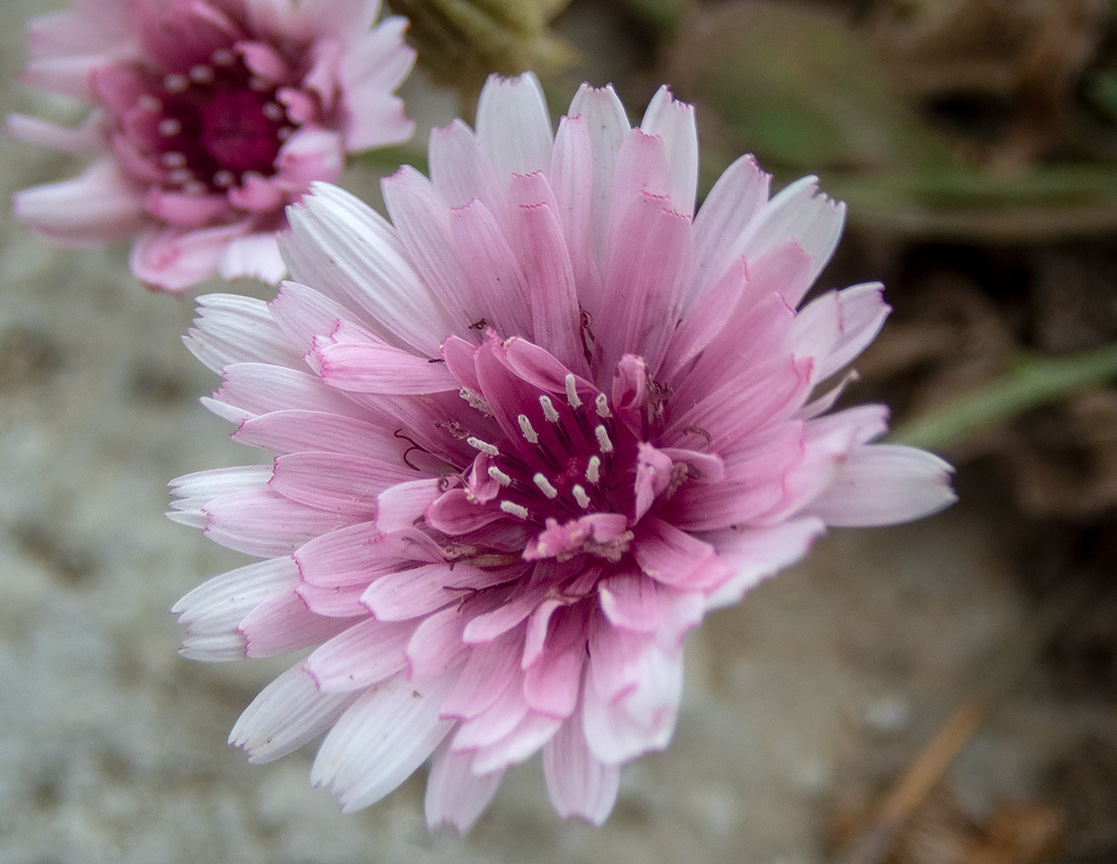 Изображение особи Crepis rubra.