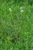 Trifolium montanum. Цветущее растение. Республика Татарстан, г. Казань. 02.06.2010.