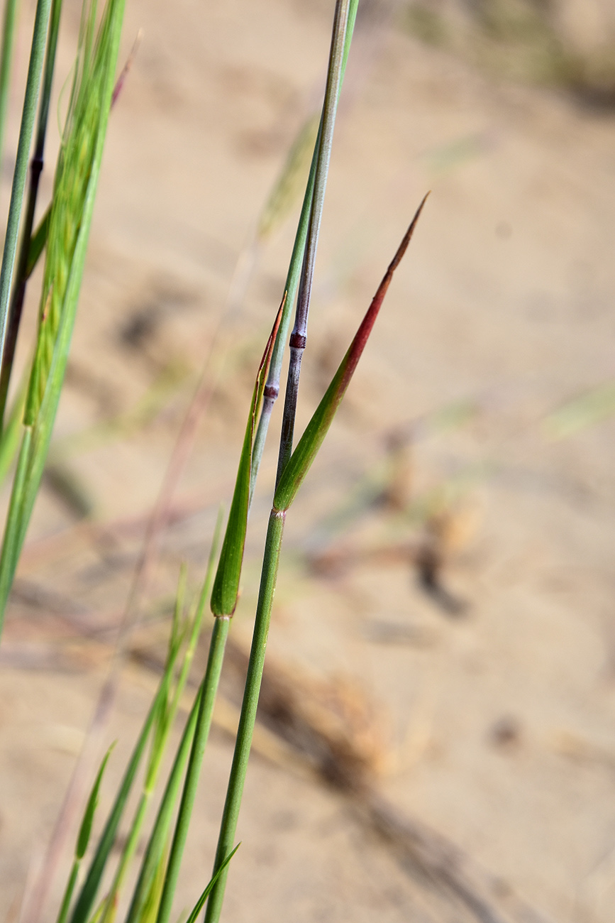 Image of Secale sylvestre specimen.