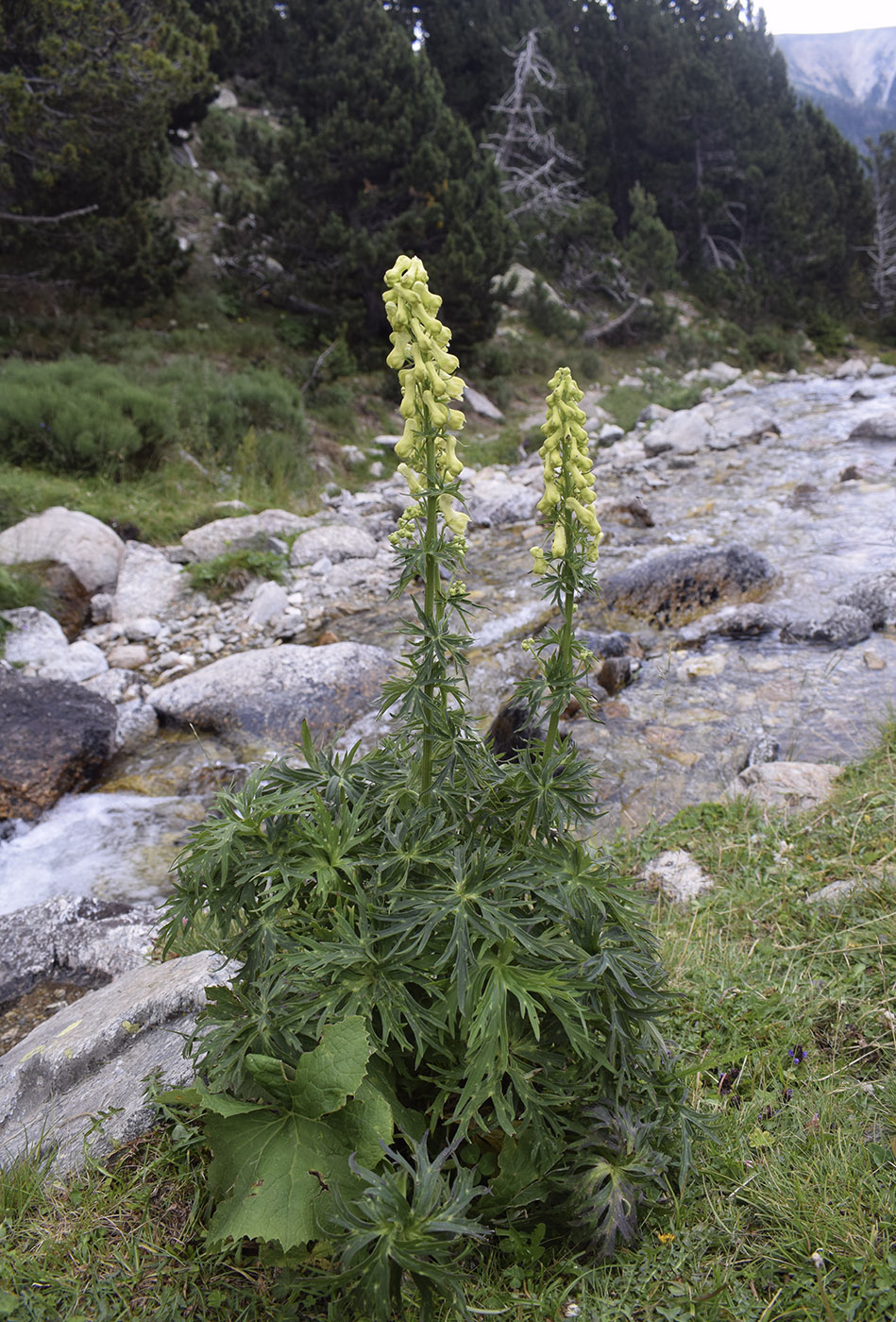 Изображение особи Aconitum lamarckii.