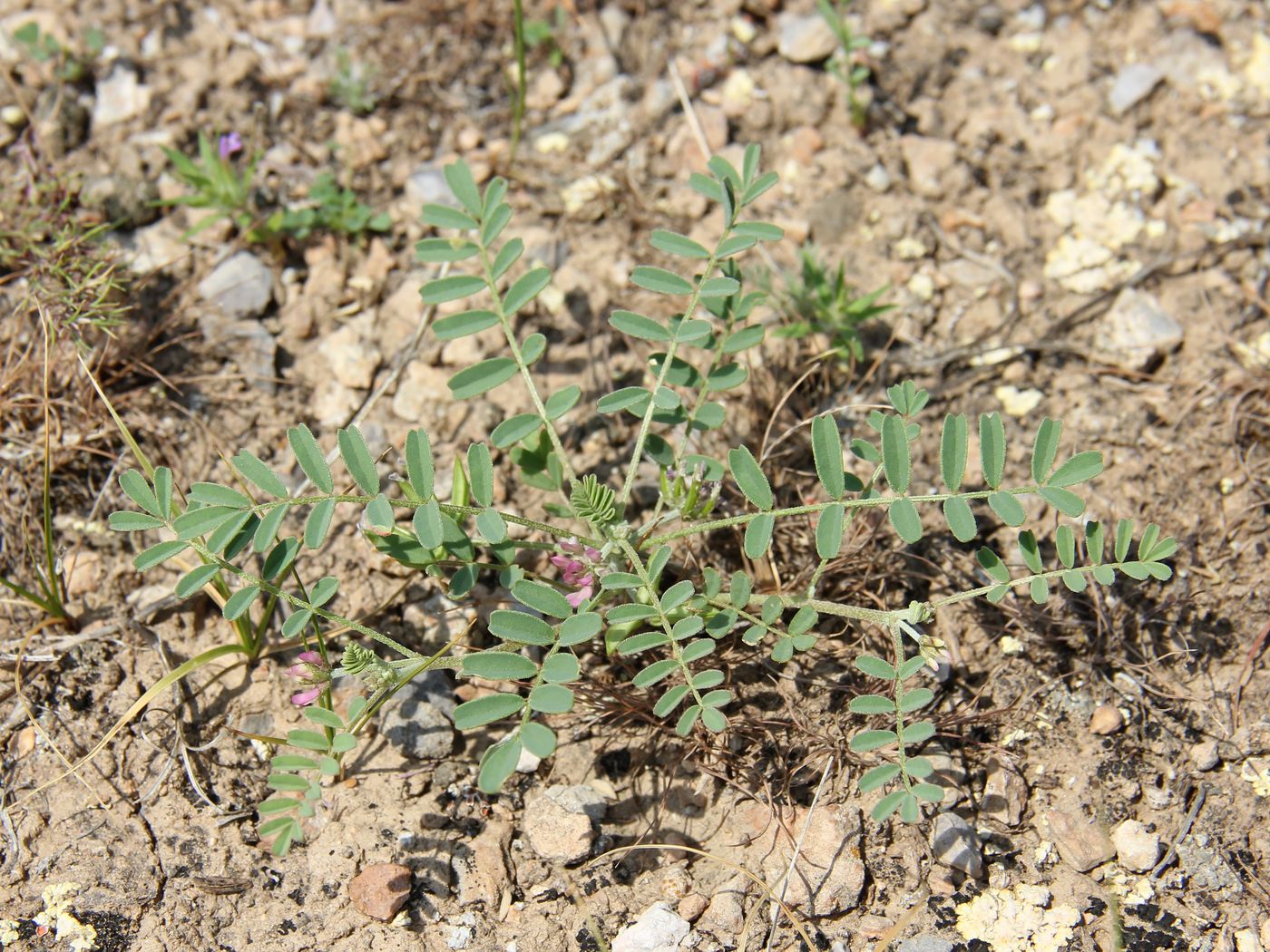 Изображение особи Astragalus oxyglottis.
