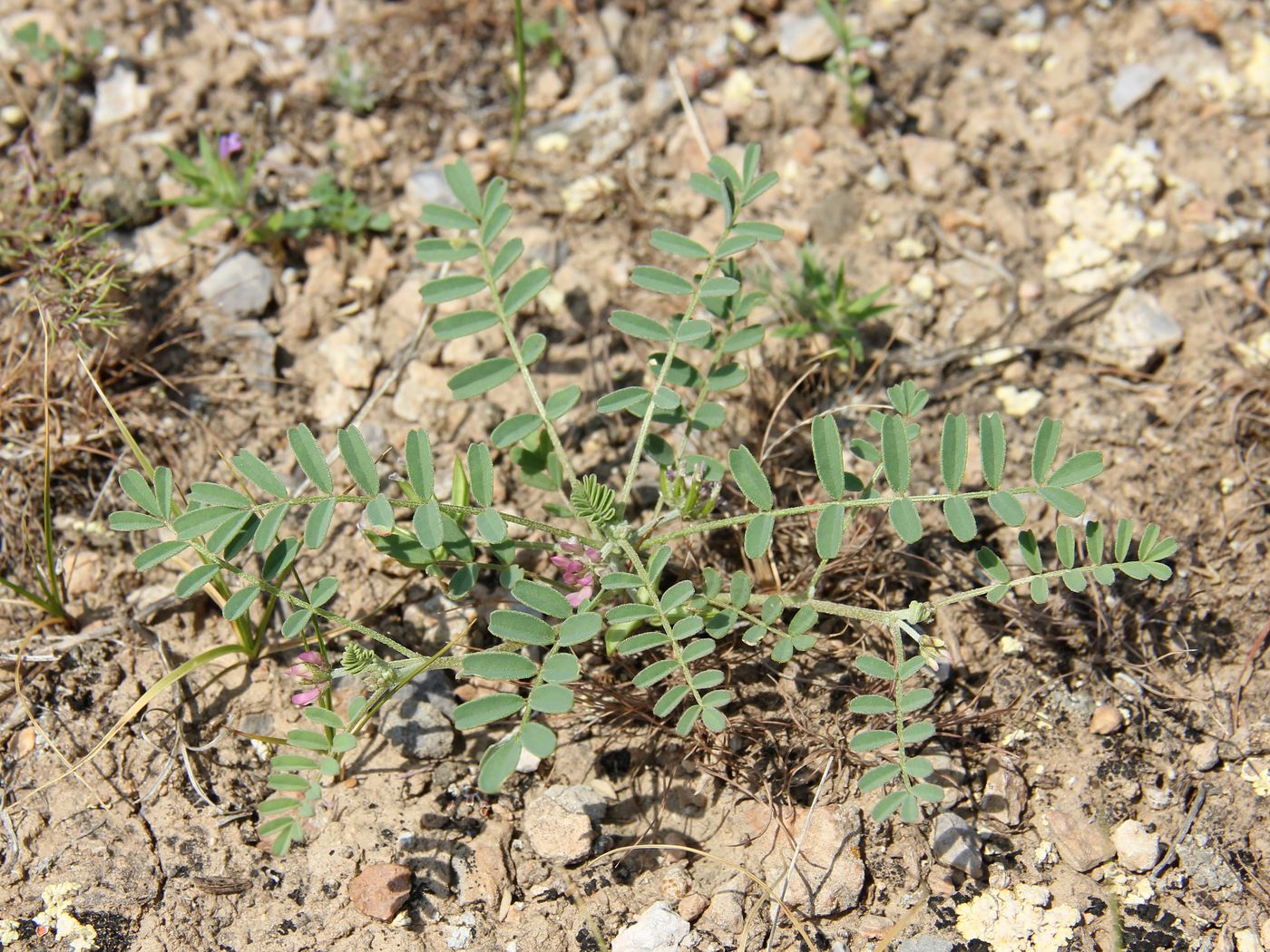 Image of Astragalus oxyglottis specimen.