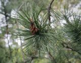 Pinus mugo