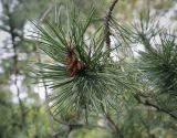 Pinus mugo. Верхушка ветви с микростробилами. Москва, ГБС, дендрарий. 31.08.2021.
