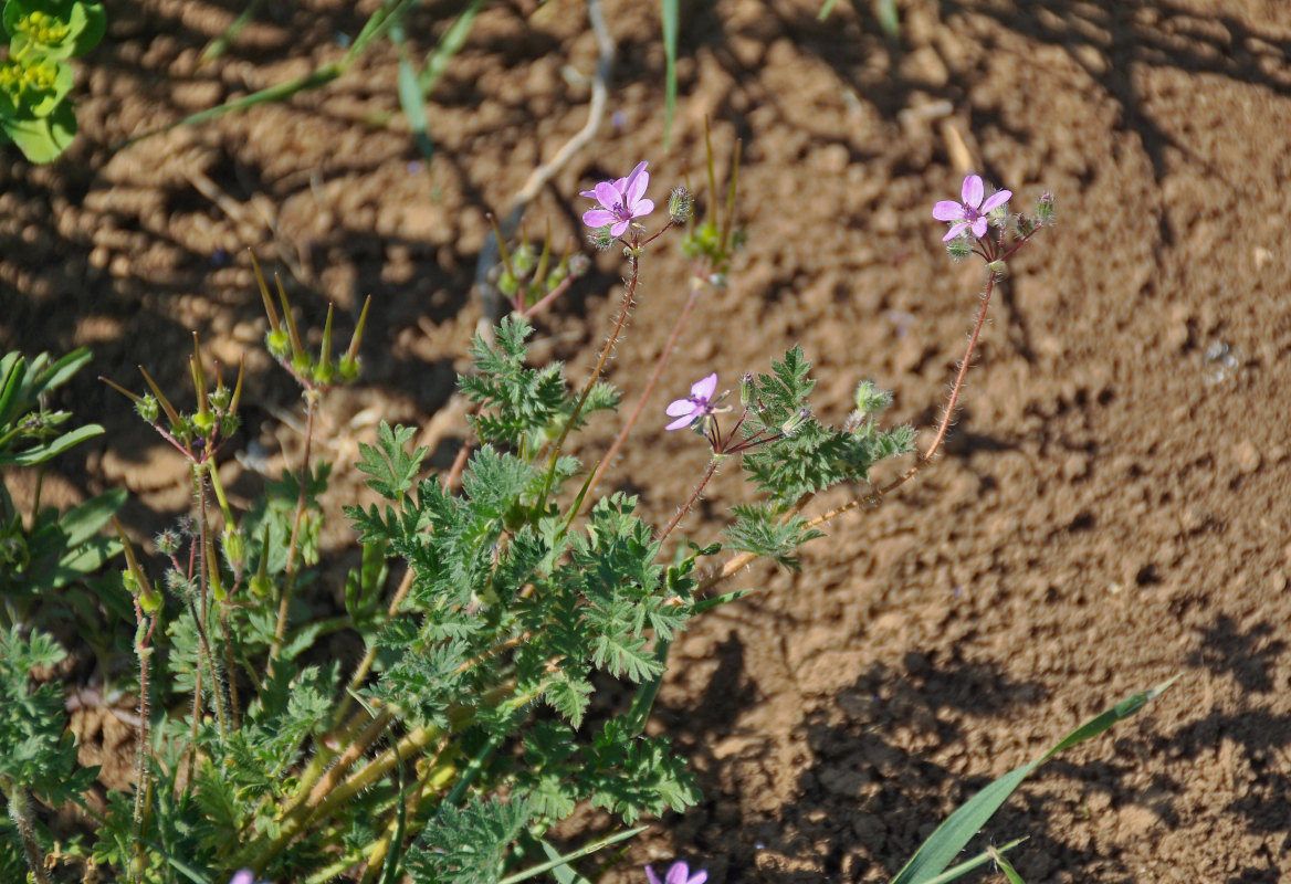 Image of Erodium cicutarium specimen.