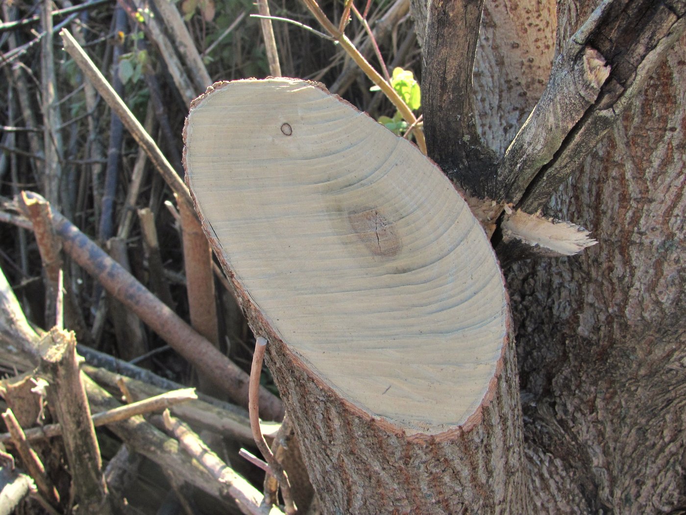 Image of Acer negundo specimen.