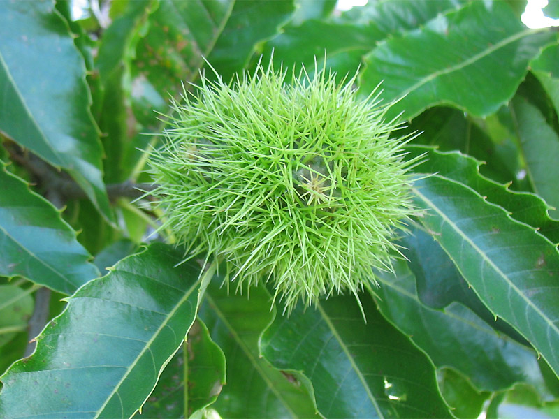 Image of Castanea sativa specimen.