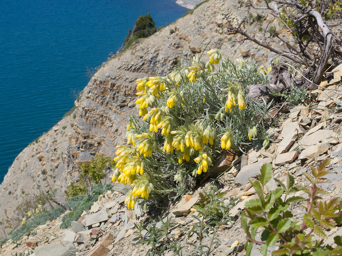 Image of Onosma polyphylla specimen.