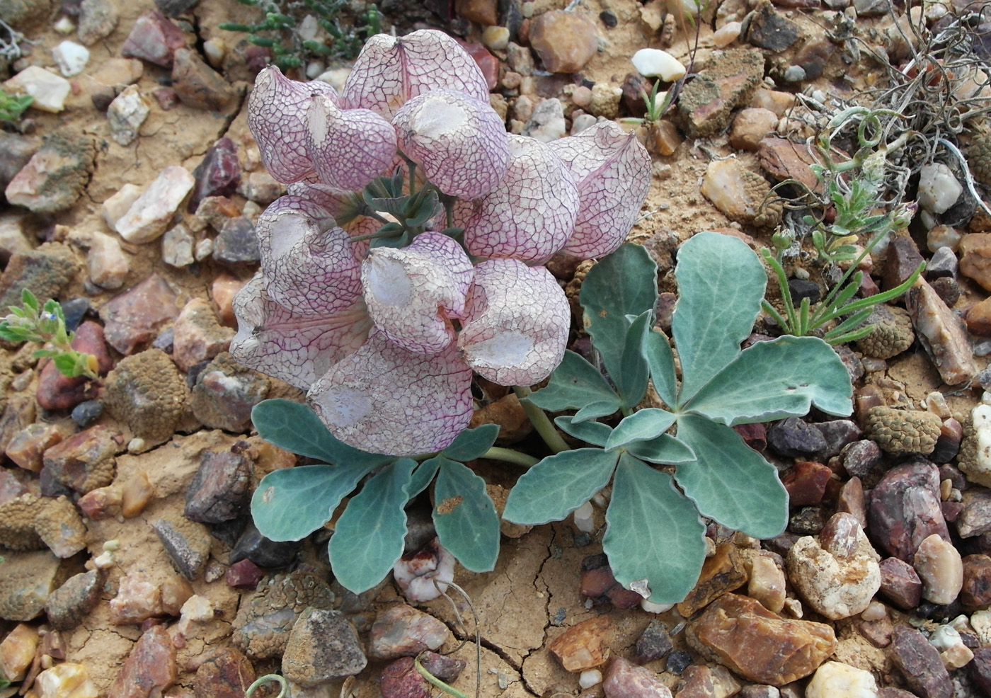 Image of Leontice incerta specimen.