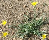 Tragopogon