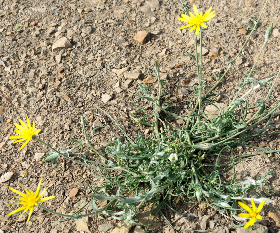 Image of genus Tragopogon specimen.