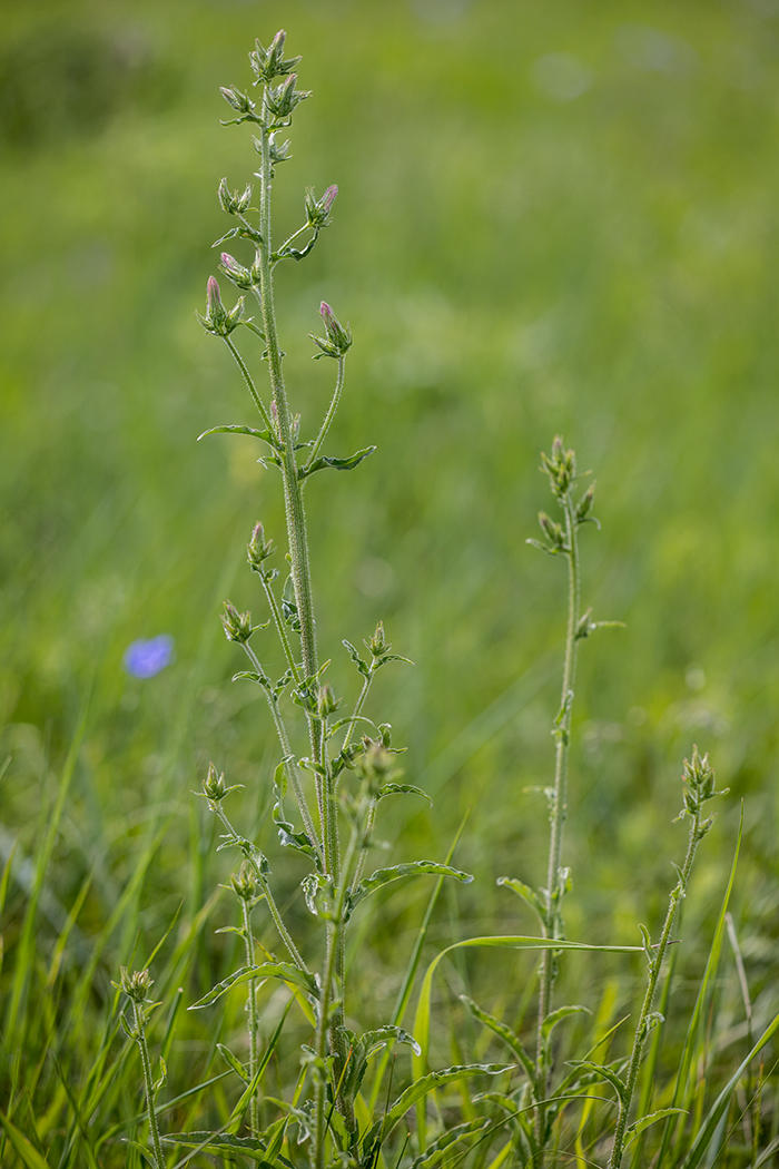 Image of Campanula praealta specimen.