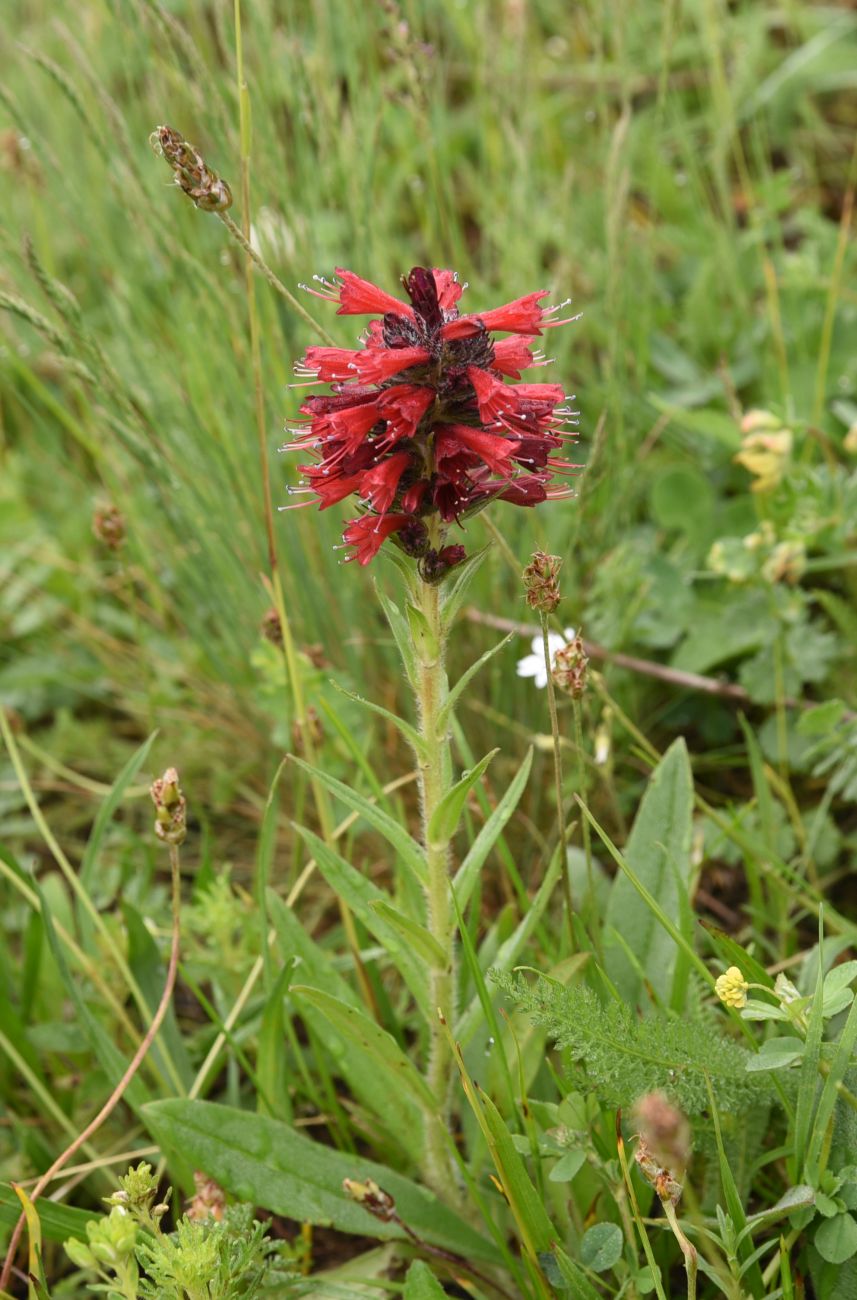 Image of Echium russicum specimen.