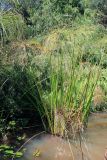 genus Cyperus