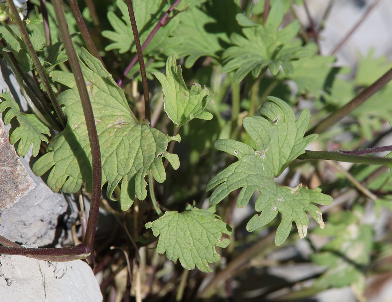 Image of Sobolewskia truncata specimen.