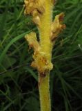 Orobanche alsatica