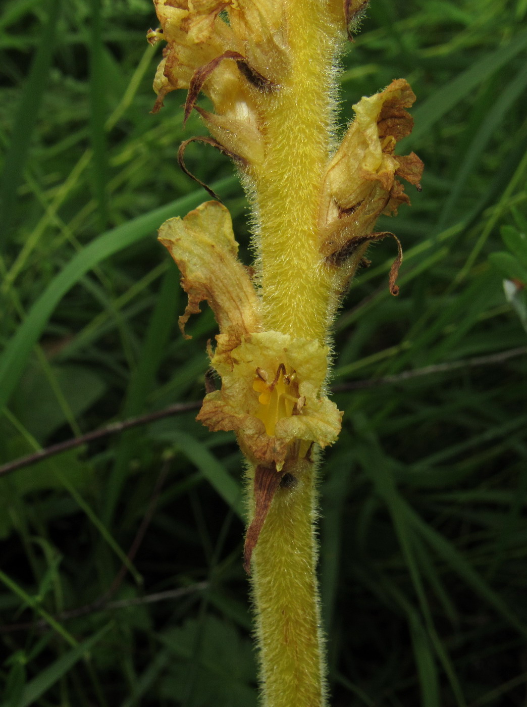 Изображение особи Orobanche alsatica.