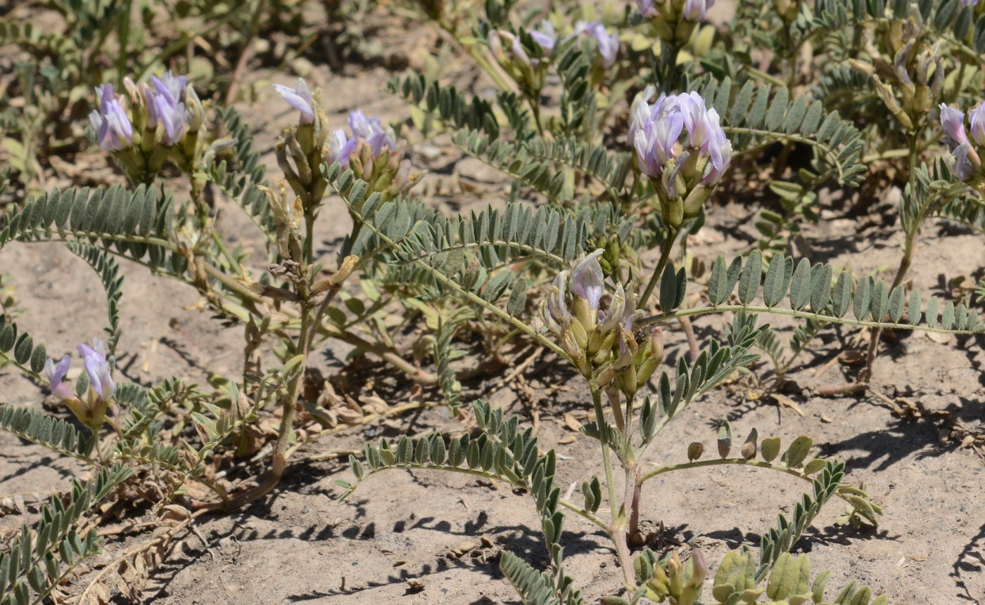 Изображение особи Astragalus tibetanus.