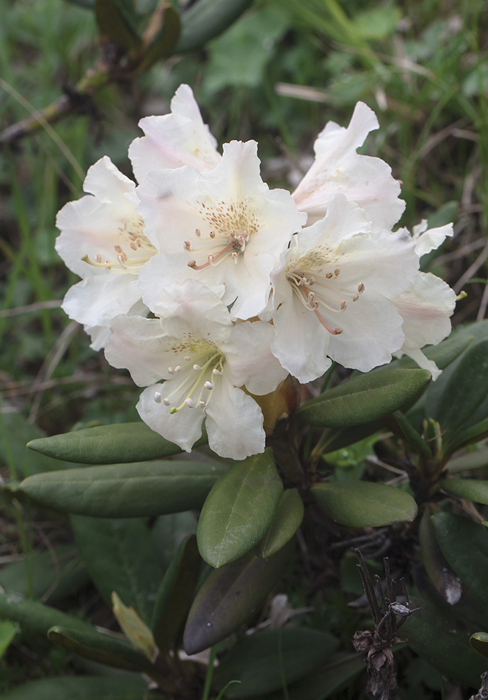 Изображение особи Rhododendron caucasicum.