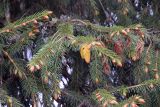 Picea smithiana