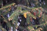 Picea smithiana