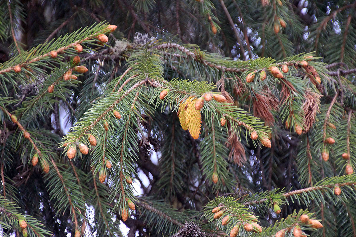 Image of Picea smithiana specimen.