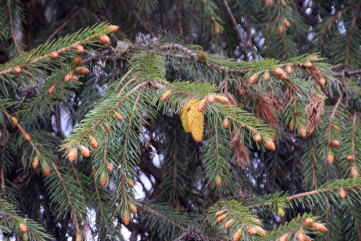 Изображение особи Picea smithiana.